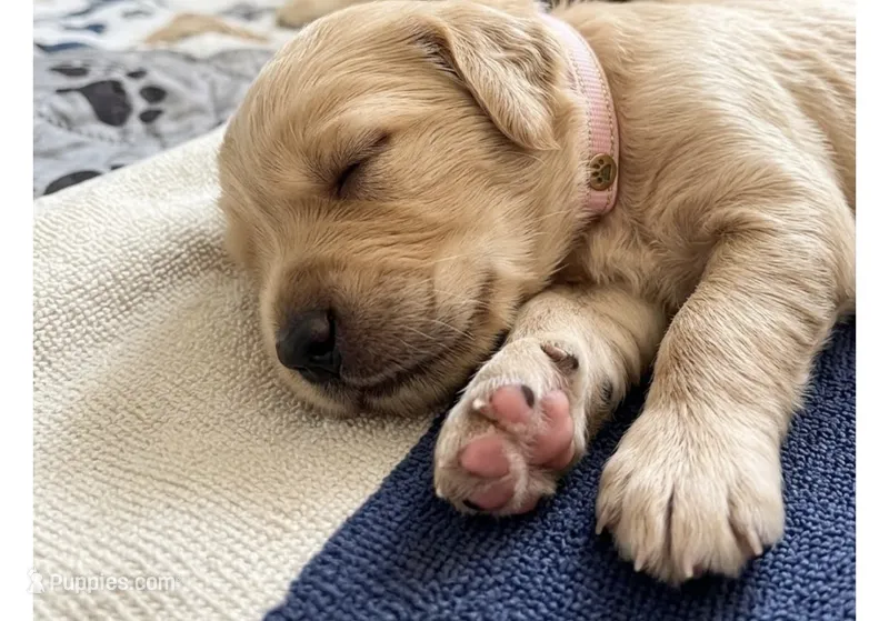Minnie – Goldendoodle puppy for sale in Rochester, MA