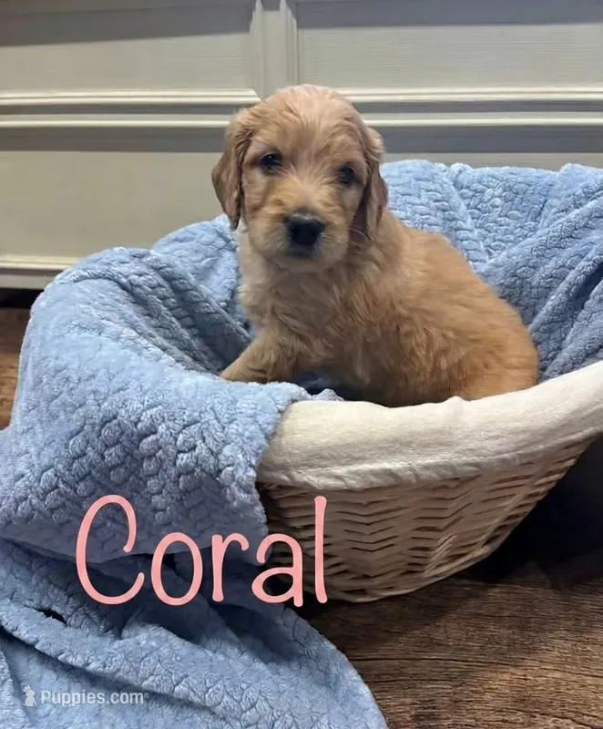 Coral – Goldendoodle puppy for sale in Rochester, MA