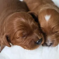 Mini Golden Cavapoo, a female Cavapoo and Goldendoodle for sale in North Branch, MN – Photo 4 of 4