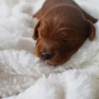 Mini Golden Cavapoo, a female Cavapoo and Goldendoodle for sale in North Branch, MN – Photo 3 of 4