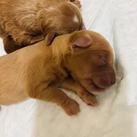 Mini Golden Cavapoo, a female Cavapoo and Goldendoodle for sale in North Branch, MN – Photo 2 of 4