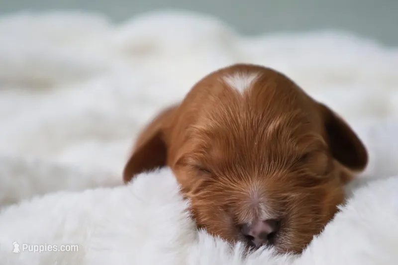 Mini Golden Cavapoo – Cavapoo, Goldendoodle puppy for sale in North Branch, MN