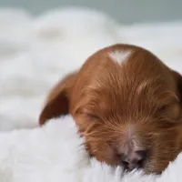 Mini Golden Cavapoo, a female Cavapoo and Goldendoodle for sale in North Branch, MN – Photo 1 of 4