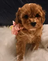 Skye - Micro Golden Cavapoo, a female Cavapoo and Goldendoodle for sale in North Branch, MN – Photo 4 of 5