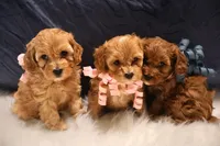Skye - Micro Golden Cavapoo, a female Cavapoo and Goldendoodle for sale in North Branch, MN – Photo 3 of 5