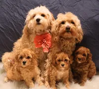 Skye - Micro Golden Cavapoo, a female Cavapoo and Goldendoodle for sale in North Branch, MN – Photo 5 of 5