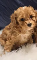Skye - Micro Golden Cavapoo, a female Cavapoo and Goldendoodle for sale in North Branch, MN – Photo 2 of 5