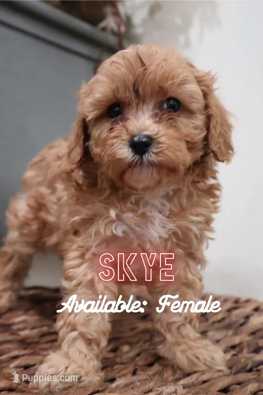 Skye - Micro Golden Cavapoo – Cavapoo, Goldendoodle puppy for sale in North Branch, MN