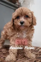Skye - Micro Golden Cavapoo, a female Cavapoo and Goldendoodle for sale in North Branch, MN – Photo 1 of 5