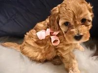 Everest , a female Cavapoo and Goldendoodle for sale in North Branch, MN – Photo 1 of 2