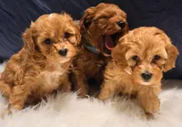 Everest , a female Cavapoo and Goldendoodle for sale in North Branch, MN – Photo 2 of 2