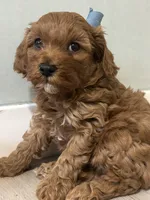 Chase - Micro Golden Cavapoo, a male Cavapoo and Goldendoodle for sale in North Branch, MN – Photo 4 of 6