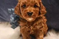 Chase - Micro Golden Cavapoo, a male Cavapoo and Goldendoodle for sale in North Branch, MN – Photo 2 of 6