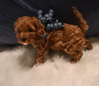 Chase - Micro Golden Cavapoo, a male Cavapoo and Goldendoodle for sale in North Branch, MN – Photo 1 of 6
