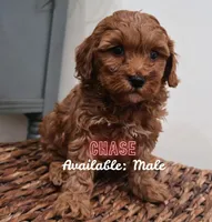 Chase - Micro Golden Cavapoo, a male Cavapoo and Goldendoodle for sale in North Branch, MN – Photo 3 of 6