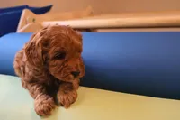 Chase - Micro Golden Cavapoo, a male Cavapoo and Goldendoodle for sale in North Branch, MN – Photo 6 of 6