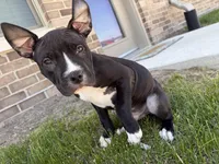 Zeus , a male American Pit Bull Terrier for sale in Ames, IA – Photo 2 of 2