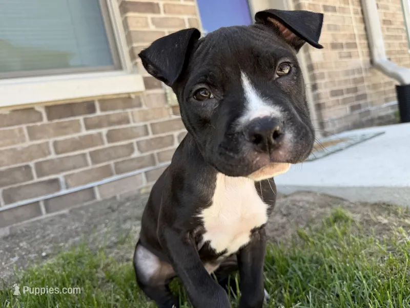 Zeus  – American Pit Bull Terrier puppy for sale in Ames, IA