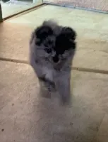 Little sister, a female Pomeranian for sale in Bowling Green, KY – 3 of 6