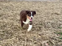 Haymitch  AKC, a male Australian Shepherd for sale in Bowling Green, KY – Photo 3 of 6