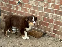 Haymitch  AKC, a male Australian Shepherd for sale in Bowling Green, KY – Photo 6 of 6