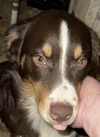 Haymitch  AKC, a male Australian Shepherd for sale in Bowling Green, KY – Photo 1 of 6