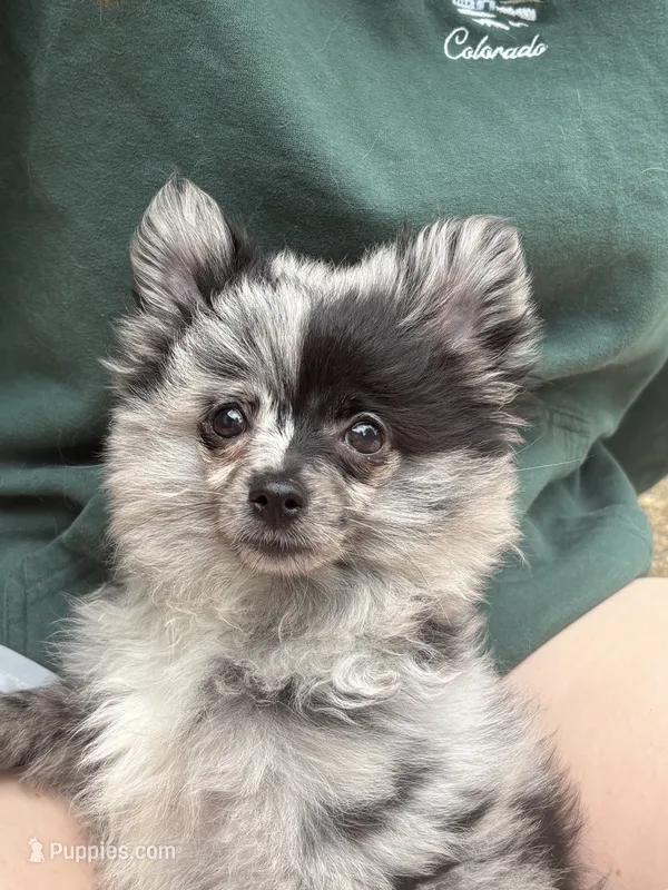 Little sister – Pomeranian puppy for sale in Bowling Green, KY