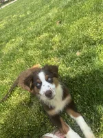 Eleven (AKC), a female Australian Shepherd for sale in Bowling Green, KY – Photo 4 of 6
