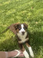 Eleven (AKC), a female Australian Shepherd for sale in Bowling Green, KY – Photo 3 of 6