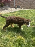 Eleven (AKC), a female Australian Shepherd for sale in Bowling Green, KY – Photo 6 of 6
