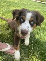 Eleven (AKC), a female Australian Shepherd for sale in Bowling Green, KY – Photo 1 of 6