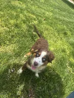 Eleven (AKC), a female Australian Shepherd for sale in Bowling Green, KY – Photo 5 of 6