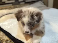 Nancy Wheeler (natural bob tail), a female Australian Shepherd for sale in Bowling Green, KY – Photo 8 of 10