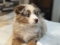 Nancy Wheeler (natural bob tail), a female Australian Shepherd for sale in Bowling Green, KY – Photo 1 of 10