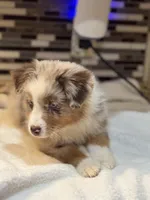 Nancy Wheeler (natural bob tail), a female Australian Shepherd for sale in Bowling Green, KY – Photo 4 of 10