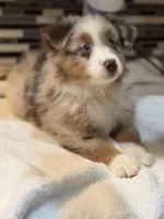 Nancy Wheeler (natural bob tail), a female Australian Shepherd for sale in Bowling Green, KY – Photo 2 of 10