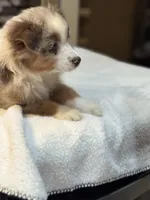 Nancy Wheeler (natural bob tail), a female Australian Shepherd for sale in Bowling Green, KY – Photo 5 of 10