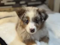 Nancy Wheeler (natural bob tail), a female Australian Shepherd for sale in Bowling Green, KY – Photo 3 of 10