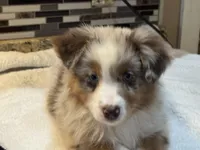Nancy Wheeler (natural bob tail), a female Australian Shepherd for sale in Bowling Green, KY – Photo 10 of 10