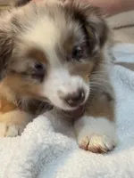 Nancy Wheeler (natural bob tail), a female Australian Shepherd for sale in Bowling Green, KY – Photo 6 of 10