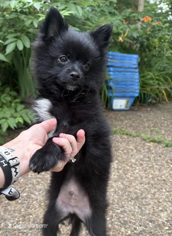Little brother – Pomeranian puppy for sale in Bowling Green, KY