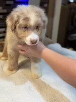 Steve Harrington (natural bob tail), a male Australian Shepherd for sale in Bowling Green, KY – Photo 4 of 10