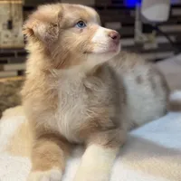 Steve Harrington (natural bob tail), a male Australian Shepherd for sale in Bowling Green, KY – Photo 3 of 10