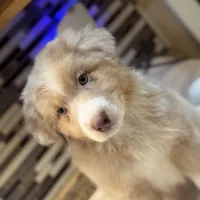 Steve Harrington (natural bob tail), a male Australian Shepherd for sale in Bowling Green, KY – Photo 6 of 10
