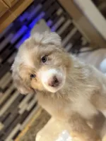 Steve Harrington (natural bob tail), a male Australian Shepherd for sale in Bowling Green, KY – Photo 5 of 10