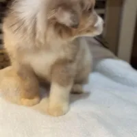 Steve Harrington (natural bob tail), a male Australian Shepherd for sale in Bowling Green, KY – Photo 7 of 10