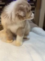 Steve Harrington (natural bob tail), a male Australian Shepherd for sale in Bowling Green, KY – Photo 6 of 10
