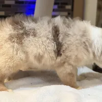 Steve Harrington (natural bob tail), a male Australian Shepherd for sale in Bowling Green, KY – Photo 10 of 10