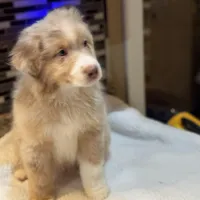 Steve Harrington (natural bob tail), a male Australian Shepherd for sale in Bowling Green, KY – Photo 4 of 10