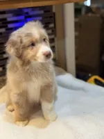 Steve Harrington (natural bob tail), a male Australian Shepherd for sale in Bowling Green, KY – Photo 1 of 10
